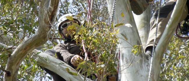 Potatura stagionale piante | Tecniche tree climbing